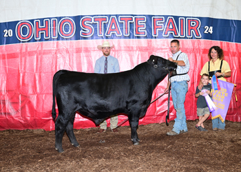 Reserve Grand Champion Bull