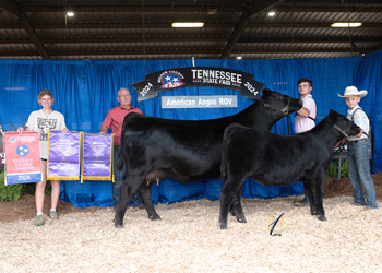 Reserve Grand Champion Cow-calf Pair