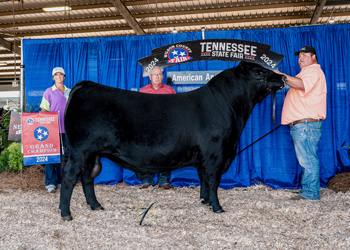 Grand Champion Bull