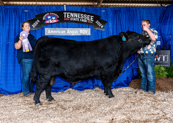 Reserve Junior Champion Bull