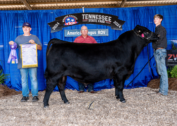 Junior Champion Bull