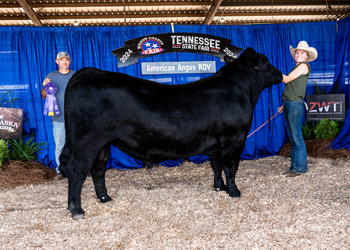 Intermediate Champion Bull