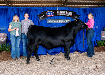 Reserve Intermediate Champion Bull