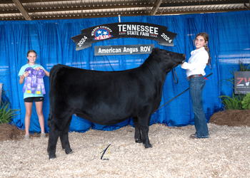 Owned Intermediate Champion Heifer