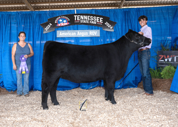 Owned Reserve Intermediate Champion Heifer