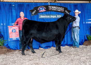 Reserve Grand Champion Bull