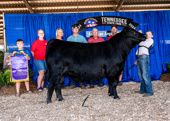 Reserve Senior Bull Calf Champion