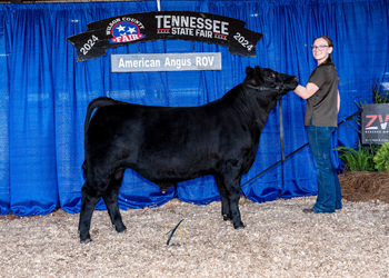 Reserve Junior Bull Calf Champion