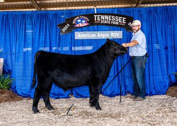 Junior Bull Calf Champion