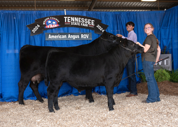 Reserve Grand Champion Cow-calf Pair