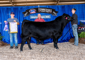 Reserve Grand Champion Bull