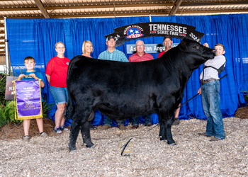 Grand Champion Bull