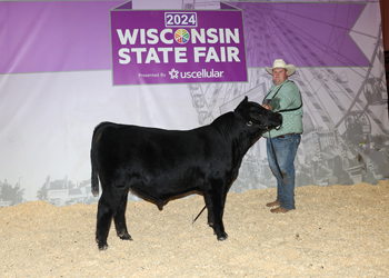 Grand Champion Bull