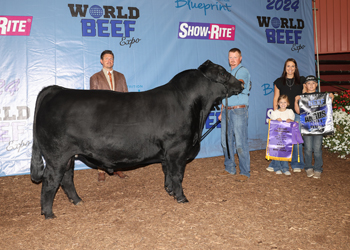 Grand Champion Bull