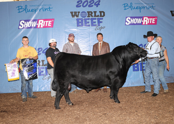 Reserve Grand Champion Bull