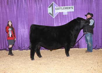 Senior Champion Bull