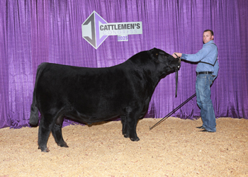 Reserve Senior Champion Bull