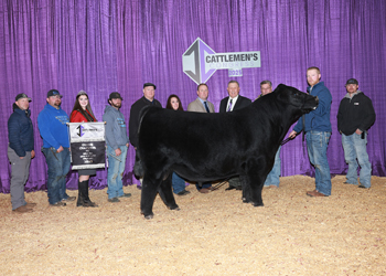 Grand Champion Bull