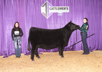 Intermediate Champion Heifer