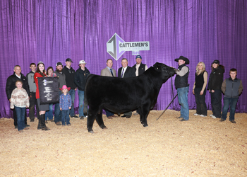 Reserve Grand Champion Bull