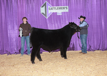 Reserve Junior Bull Calf Champion