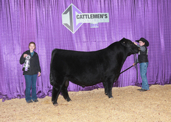 Intermediate Champion Bull