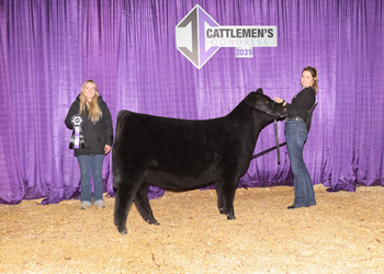 Junior Heifer Calf Champion-Division 1