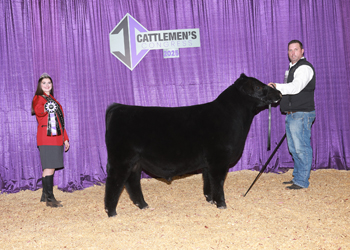 Junior Bull Calf Champion