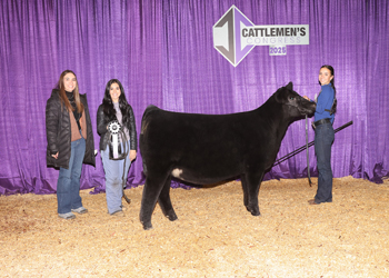 Reserve Junior Heifer Calf Champion-Division 3