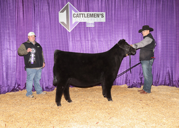 Junior Heifer Calf Champion-Division 2