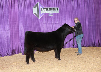 Reserve Summer Bull Calf Champion