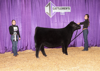 Reserve Junior Heifer Calf Champion-Division 4