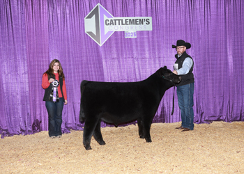 Summer Bull Calf Champion