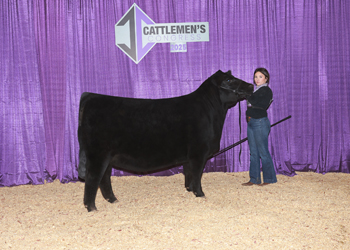 Intermediate Champion Heifer