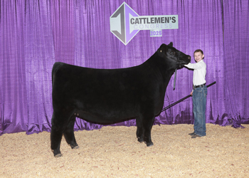 Bred-and-Owned Junior Champion Heifer-Division 2