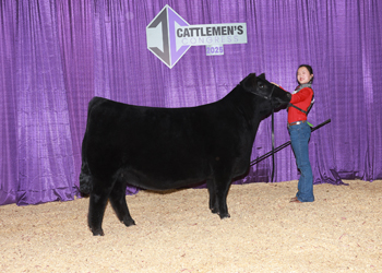 Bred-and-owned Intermediate Champion Heifer