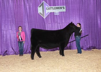 Senior Heifer Calf Champion-Division 1