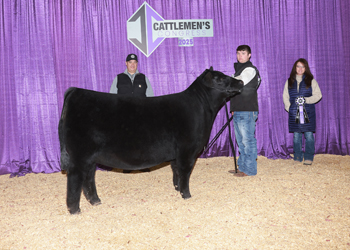 Bred-and-Owned Senior Heifer Calf-Division 2