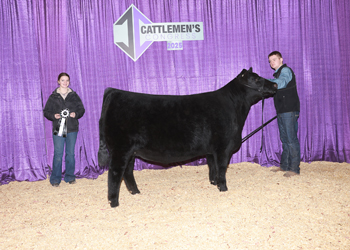 Bred-and-Owned Res Senior Heifer Calf-Division 2