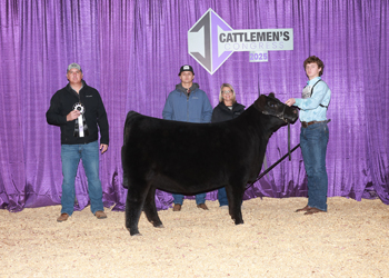 Reserve Junior Heifer Calf Champion-Division 4