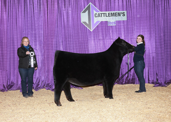 Reserve Junior Heifer Calf Champion-Division 2