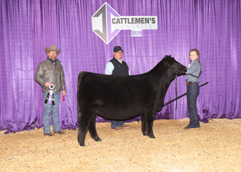 Junior Heifer Calf Champion-Division 2