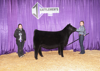 Junior Heifer Calf Champion-Division 1