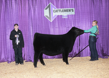 Junior Heifer Calf Champion-Division 4