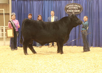 Grand Champion Bred-and-owned Bull