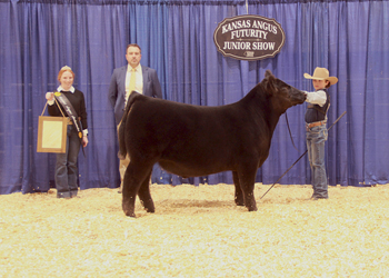 Grand Champion Steer