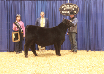 Reserve Grand Champion Bred-and-owned Bull