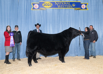 Junior Champion Bull