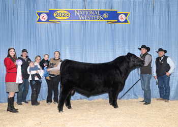 Reserve Junior Champion Bull