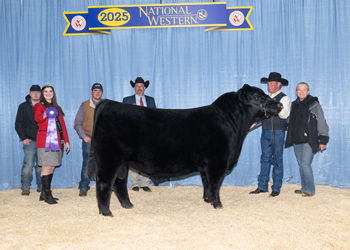 Intermediate Champion Bull